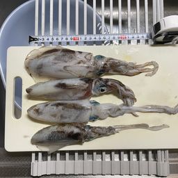 アオリイカ