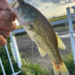 ラージマウスバス