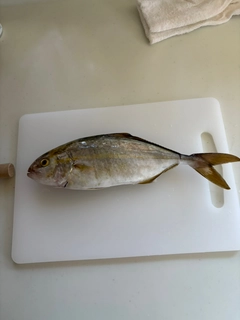 ショゴの釣果