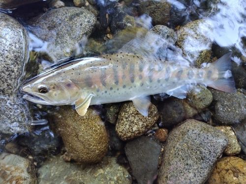 ヤマメの釣果