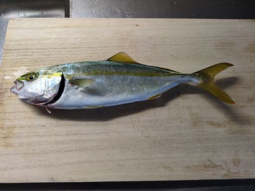 ツバスの釣果