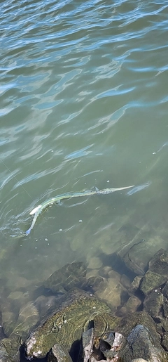 ダツの釣果