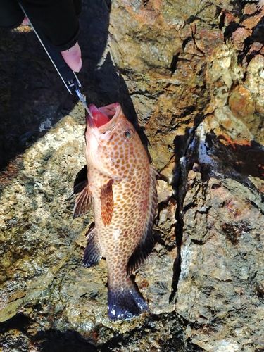 オオモンハタの釣果
