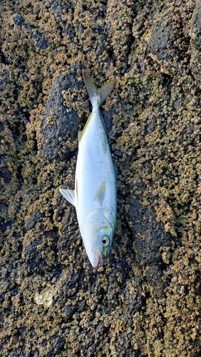 ワカシの釣果