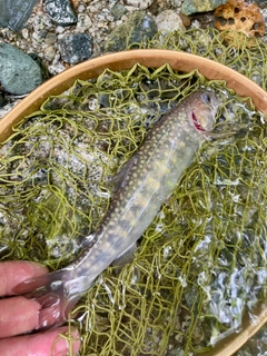 イワナの釣果