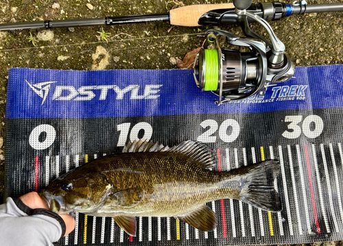 スモールマウスバスの釣果