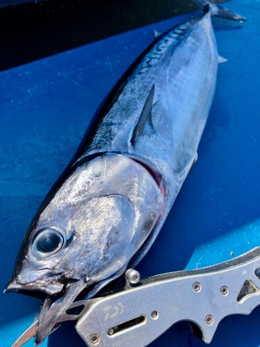 ソウダガツオの釣果