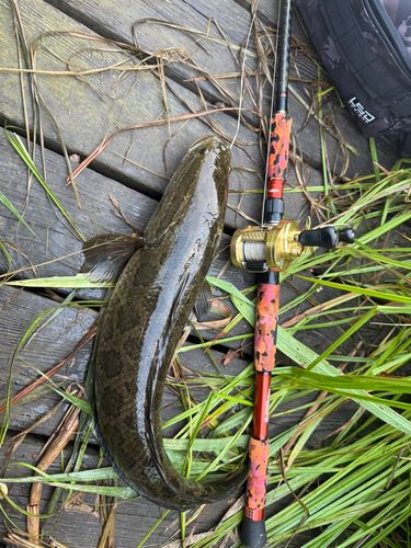ライギョの釣果