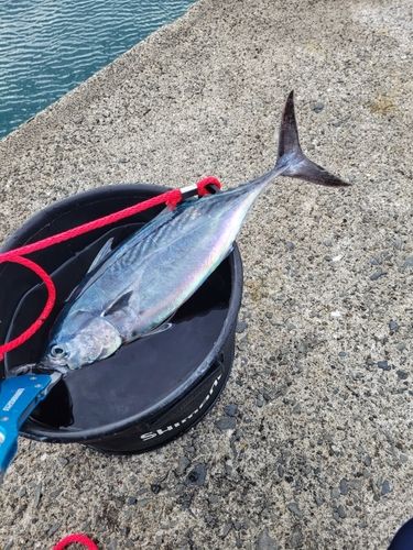 スマガツオの釣果