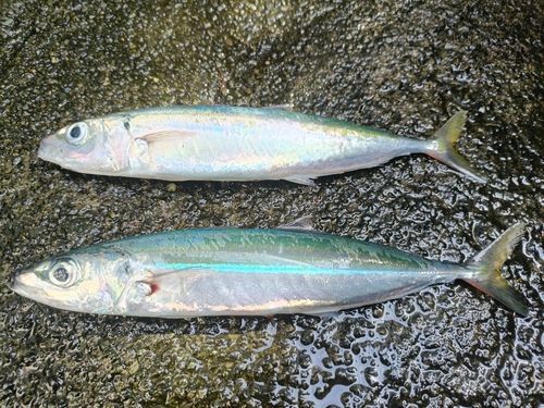 ムロアジの釣果