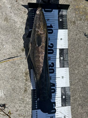 ライギョの釣果