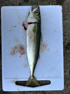 サバの釣果