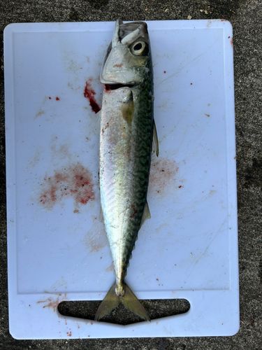 サバの釣果