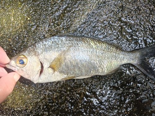クロサギの釣果