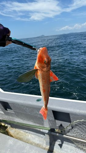 ホウボウの釣果