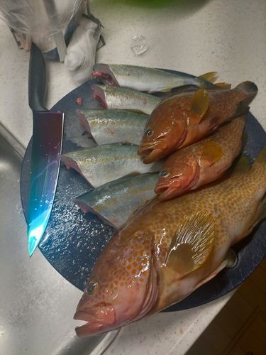 キジハタの釣果