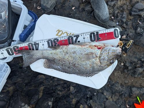 コショウダイの釣果