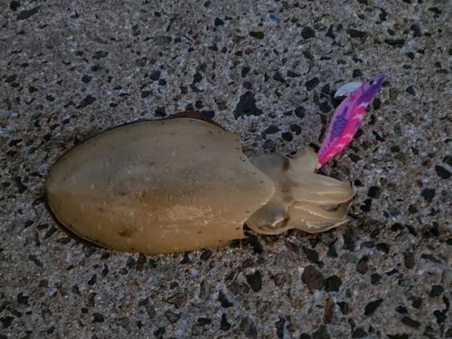 コウイカの釣果