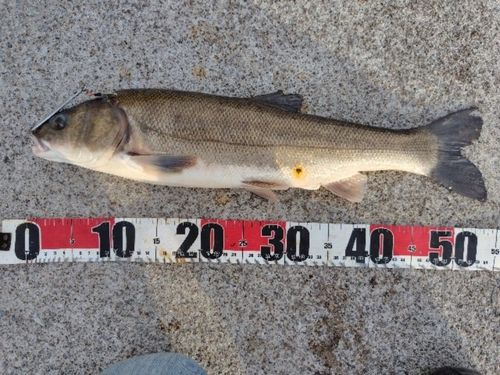 マルタウグイの釣果