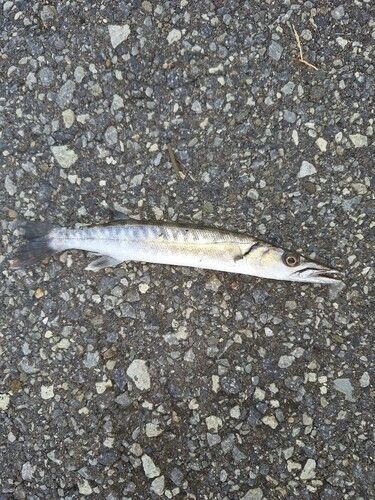 オニカマスの釣果