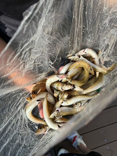 キスの釣果
