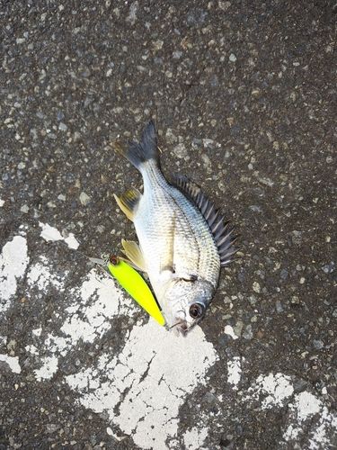 田辺湾