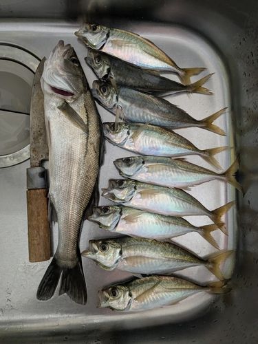 アジの釣果