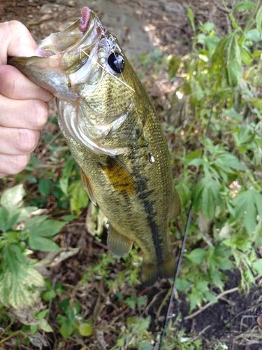 ラージマウスバスの釣果