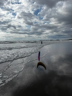 シタビラメの釣果