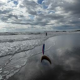 シタビラメ