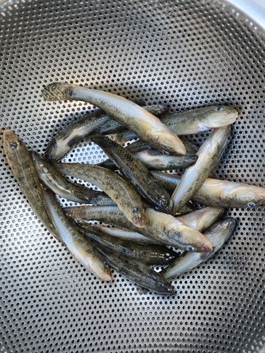 ハゼの釣果