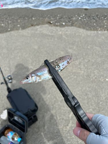 シロギスの釣果
