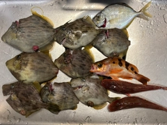 カワハギの釣果