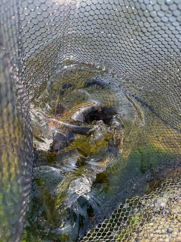 ニジマスの釣果