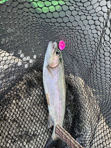 ニジマスの釣果