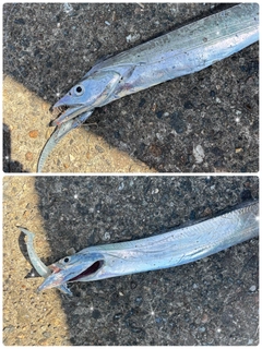 タチウオの釣果