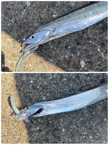 タチウオの釣果