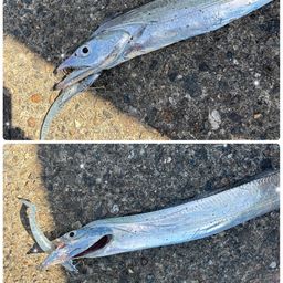 タチウオ