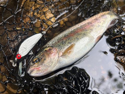 ニジマスの釣果