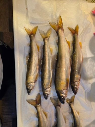 アユの釣果