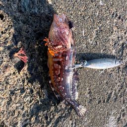 アサヒアナハゼ