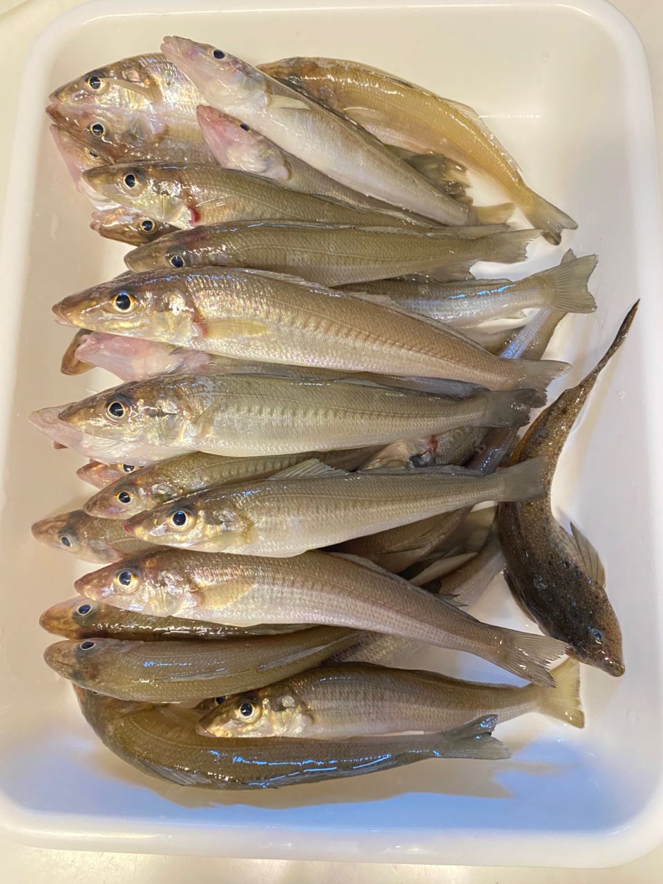 Ko-yukiさんの釣果 3枚目の画像