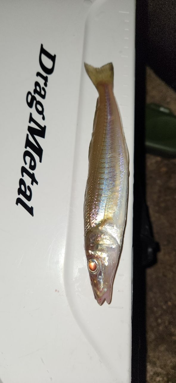 SHIMANO ネッサ BB S1102MMHの最安値・インプレ・釣果 | 本音の