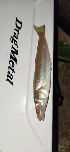 キスの釣果