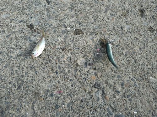 サバの釣果