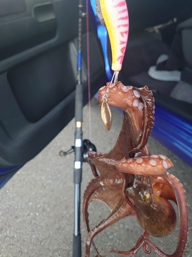 マダコの釣果