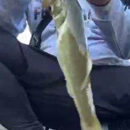 ブラックバス
