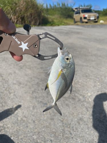 メッキの釣果
