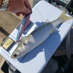 ボラの釣果