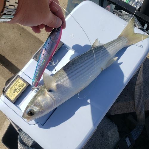 ボラの釣果